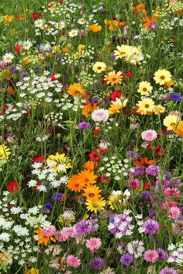 Foto de Natural con esencia 