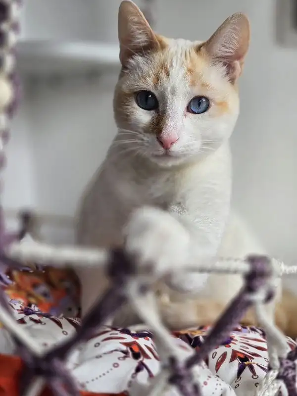 Hamaca gato grande - Imagen 2