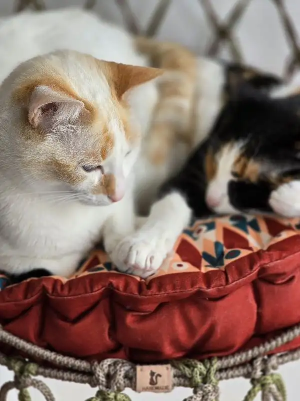 Silla colgante para gato - Imagen 3