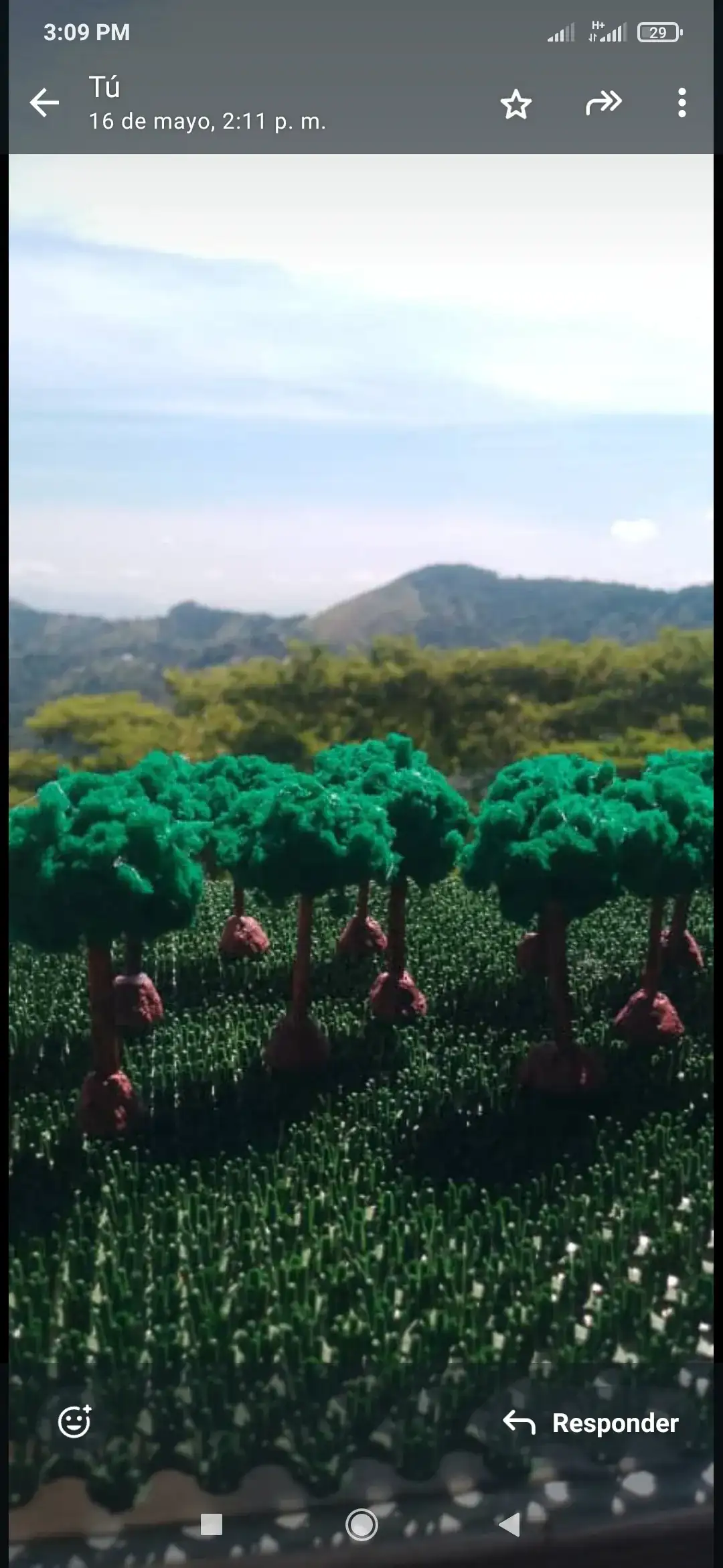 Árboles y pinos canadienses 